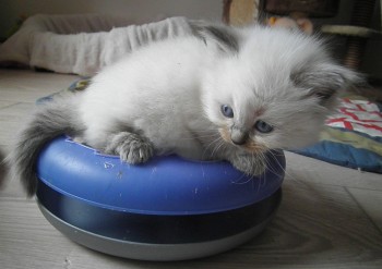 femelle blue colourpoint n°1- 4 semaines - Chatterie Ragdolls du Val de Beauvoir